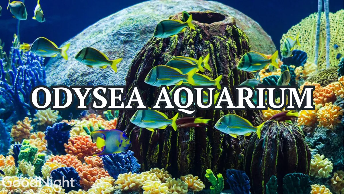 A vibrant underwater scene featuring colorful coral reefs, schools of fish, and unique rock formations. The image suggests a sense of discovery and adventure, echoing the excitement of visiting OdySea Aquarium.